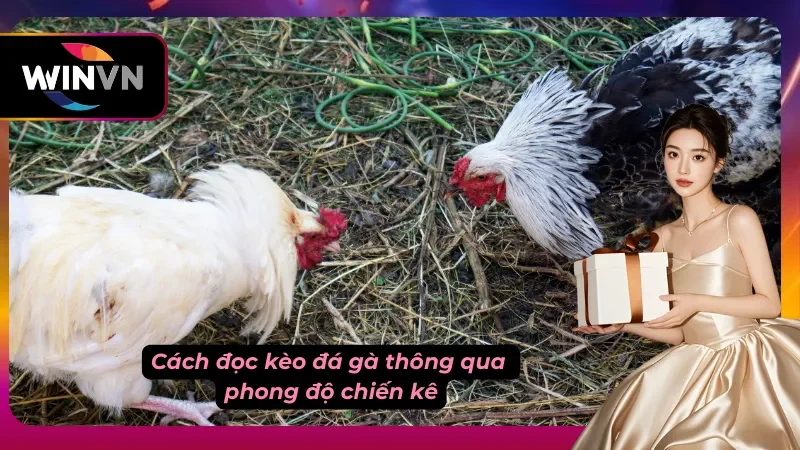 Chiến kê đang chuẩn bị bắt đầu vào chiến đấu