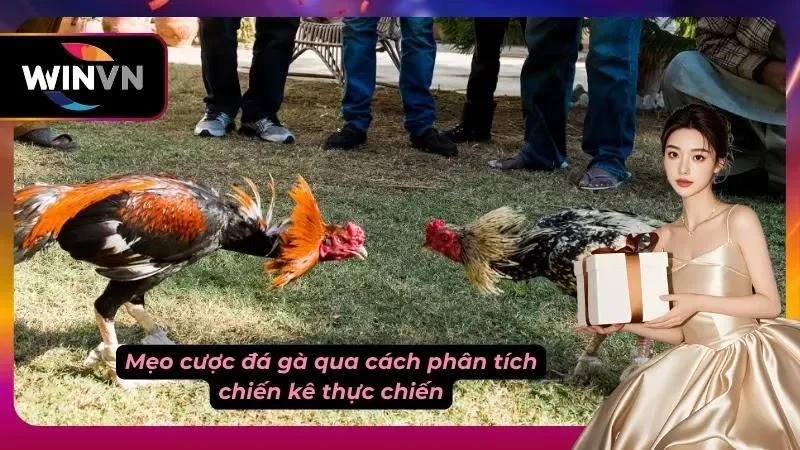Thay vì đánh bừa, hãy soi tướng gà, cựa và tâm lý nài gà